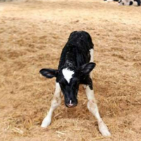 ��Ⱦ�Լ�ǿ���й��ڵ��״μ��BA.5.1.7������֧��������