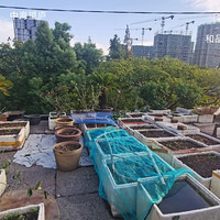 ����Ǩ���ף�����6��+��׼��Ǩ����������4��ͷ