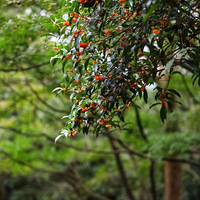 ׳���澰��Ǯ����̲Ϳ���ֲ������...