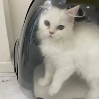 �����������ڣ�ֻ���������򹤣�������С���ſڳ���һֻС�ɰ���