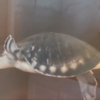 ���ӵ���ʱ���������������������