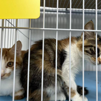 ���ݰ����������������򣬼��6�ֻ꣬Ϊ�����....