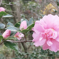 �����Ȼ�ں���һ��