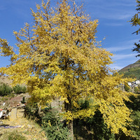 �����ָ�ϴ�