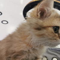 ������Ѿͷ.��û���