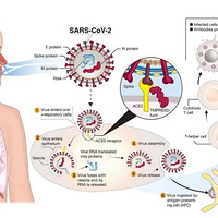 ���׻��߲��׸�Ⱦ�¹ڣ��о�����������Ӧ