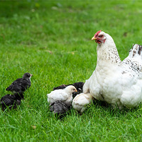 �����ࡱ�Ǵ󲹻����ж�����3�����Ƽ���