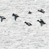 �ຼ�Ϻ�Խ��������Ѽ