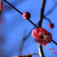 ¹��÷��÷������Ω�м�֦���п���