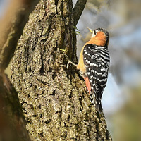 �ɳ������ѵ��ظ���ľ��