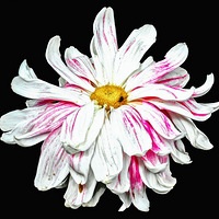 ���Ƿɲ������������� ��ԭ����һֻ̰���ĺ�����44��