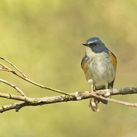 ���ϵĺ�в��β�