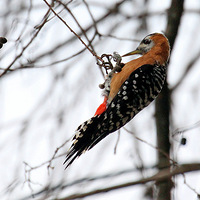 ֲ��԰�����¿��ظ���ľ��