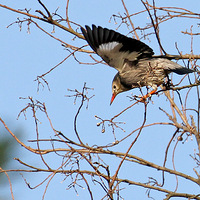 ��ʳ�����ѵ�˿�����