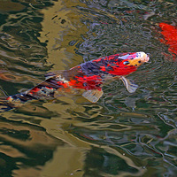 ������Ϸף���Ԫ���ڿ��֣�