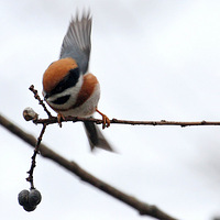 С�����ͷ��βɽȸ��ʳ������