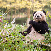 ��������è����