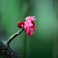 ��÷������