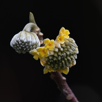 �������ŵĽ��㻨��