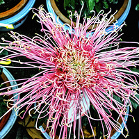 ���Ƿɲ������������� ��ԭ����һֻ̰���ĺ�����45��