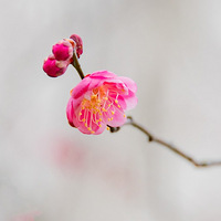 �´�÷����