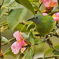 �軨�ϵĳȸ�Ҷ��