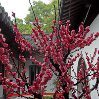 ������ׯ�����÷