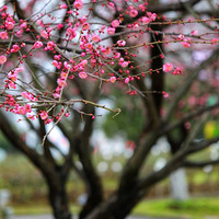 ÷�����������ڣ����ƽ�����δ����