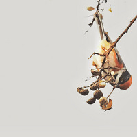 �������ѵĺ�ͷɽȸ