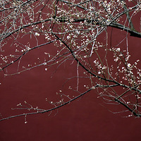 ��ǽ����÷��