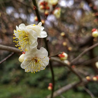 ÷������