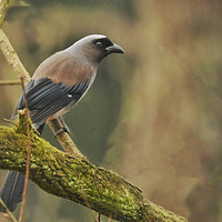 ���ϵĻ���ȵ