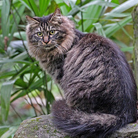 ������ʨ��è