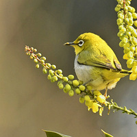 ʮ�����ϵ�С����