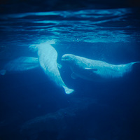 ������־�