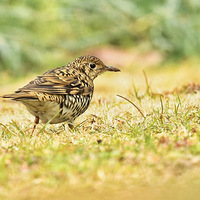 �ݵ��ϵĻ��ߵ��