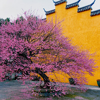 ɽ��������֪�õ���÷����һ��