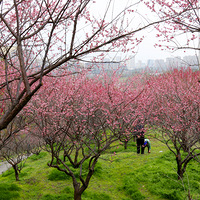 ¹����԰÷��÷��ʢ��