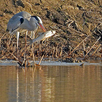 �������ײ���