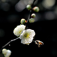 ÷�����۷䡣