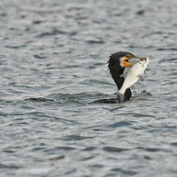 ����һ������