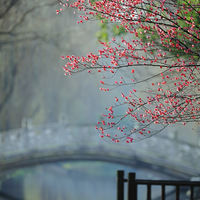 ��֮��ʼ��÷��ʢ�������İ�������