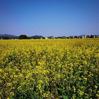 ���ĵ��紺