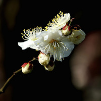 �����İ�÷