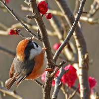 С�����ͷ��βɽȸ�ͺ�÷