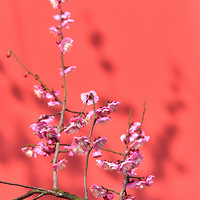 ����÷����