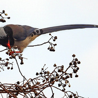 ��ʳ�����ѵĺ�����ȵ