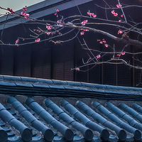 ���ٹ���÷