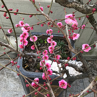 ������������ĳ����ƽ��