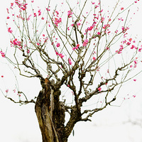 ֲ��԰�ļ����辰÷